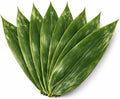 Sushi Bamboo Leaves – Natural Whole Bamboo Leaf Sheets, 500 Sheets (11.4" x 3.2"), Vacuum Sealed